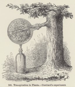Transpiration in Plants, Guettard