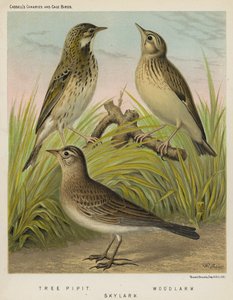 Tree Pipit, Woodlark, Skylark