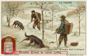 Truffle hunters in Perigord in France