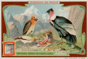 Vulture and Condor