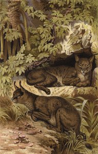Desert Lynx by European School