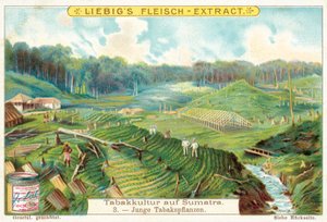 Young Tobacco Plants