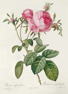 Thory, les Roses, Rosa Centifolia Foliaca by Eustache Hyacinthe Langlois