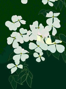 Flowering Dogwood, c.2020-24
