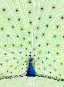 Peacock by Evan Sklar