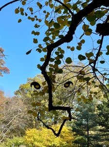 Smiling Tree Branch Face by Evan Sklar