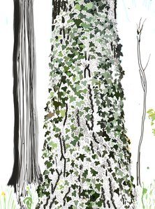 Tree With Ivy
