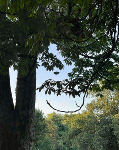 Tree With Smiling Eyes by Evan Sklar