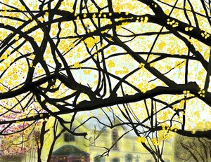 Yellow Blooming Tree, Brooklyn
