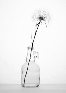 Delicate Dandelion Still Life