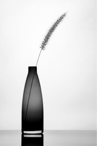 Elegant Single Stem