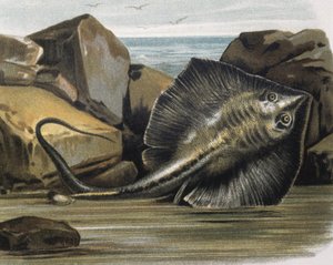 Common stingray (Trygon pastinaca) by F. (after) Padro