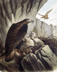 Eagles with their young. Engraving after a drawing by F. Padro. by F. (after) Padro