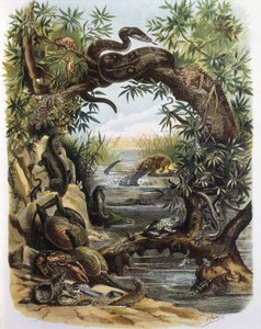 Reptiles and Crustaceans (engraving after a drawing by F. Padro)