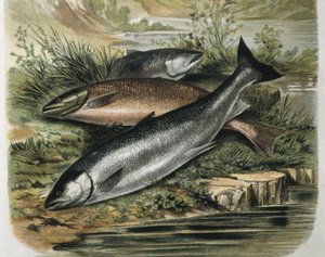 Salmons (engraving after a drawing by F. Padro)