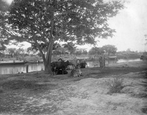 Cattle, Alipore, India by F. L. Peters