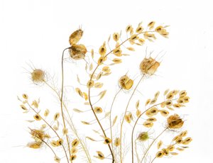 Delicate Seed Pods