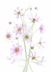Ethereal Pink Cosmos