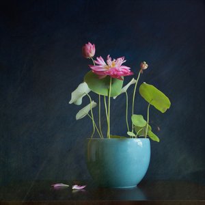 Pink Lotus Radiance