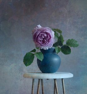 Serene Purple Rose
