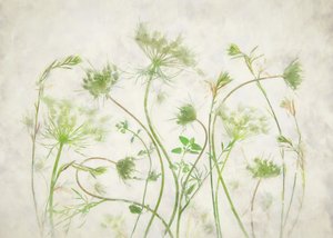Soft Green Botanicals