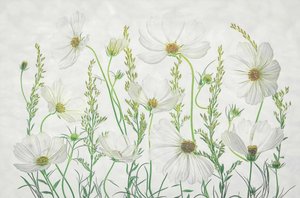 White Cosmos Meadow by Fangping Zhou