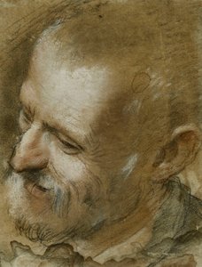 Study of the Head of a Bearded Man Turned to the Left