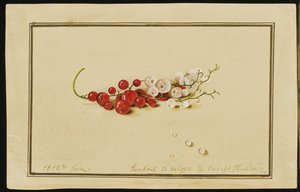 Red and White Currants by Fedor Petrovich Tolstoy