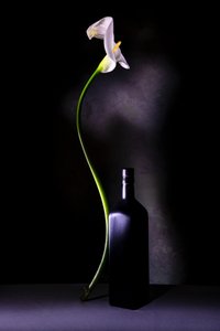 Elegant Calla Lily Still Life by Felice Angelino