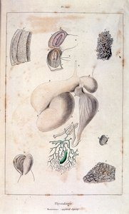 Anatomical illustration by F. E. Guerin, from Dictionnaire pittoresque d