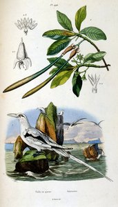 Botanical and zoological illustration from Dictionnaire pittoresque d