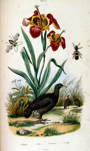Botanical and zoological illustration from Dictionnaire pittoresque d