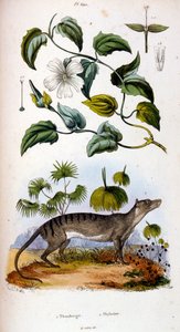 Botanical and zoological illustration from Dictionnaire pittoresque d