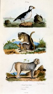Botanical and zoological illustration from Dictionnaire pittoresque d