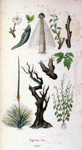 Botanical and Zoological Illustration from Dictionnaire pittoresque d