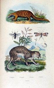 Botanical and Zoological Illustration from Dictionnaire pittoresque d