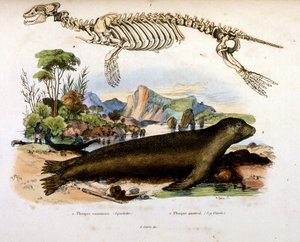 Botanical and Zoological Illustration from Dictionnaire pittoresque d