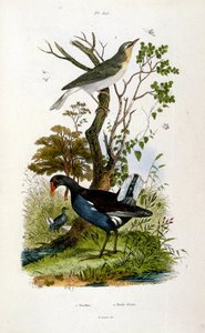 Botanical and Zoological Illustration from Dictionnaire pittoresque d