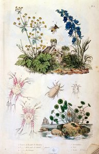 Botanical and Zoological Illustration from Dictionnaire pittoresque d