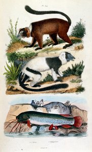 Botanical and Zoological Illustration from Dictionnaire pittoresque d