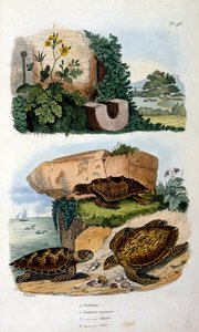 Turtles