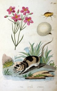 Water Opossum (Chironectes minimus)