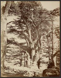 Lone Cedar, Tyre by Félix Bonfils