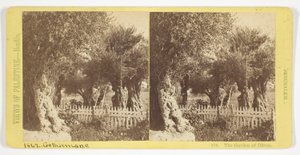 The Garden of Olives, Jerusalem, No. 576 from the series "Views of Palestine" by Félix Bonfils