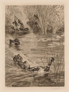 Ducks at Play by Felix Bracquemond