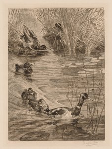 Ducks at play, c. 1870 by Felix Bracquemond