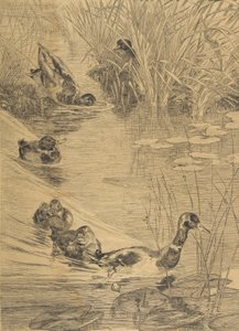 Duck Frolics by Felix Bracquemond