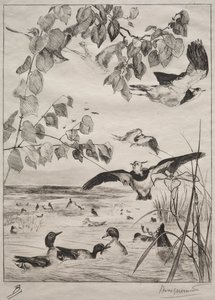 Lapwings and Teals