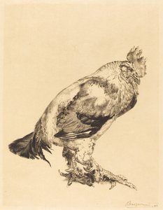 The Old Cock by Felix Bracquemond