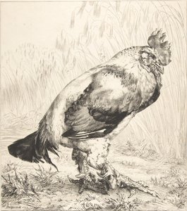 The Old Cock by Felix Bracquemond